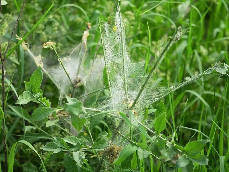 树上吐丝的绿色虫子图片