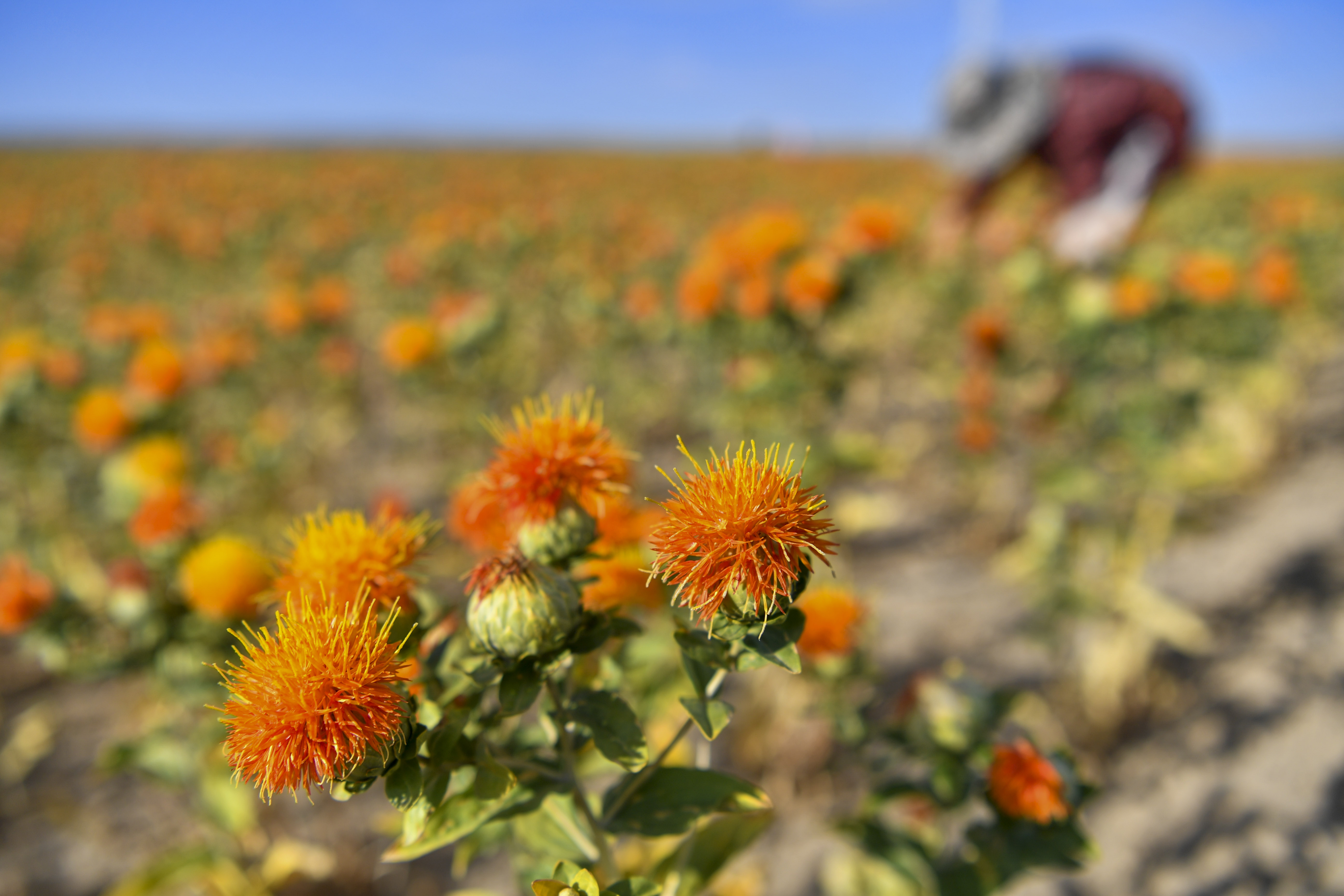 (经济)新疆裕民15万多亩红花迎来收获季