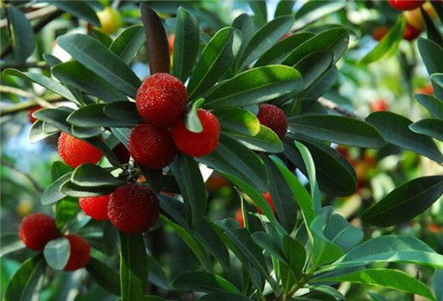 百度爱采购首页 商品专题_杨梅树杨梅树对土壤偏喜欢