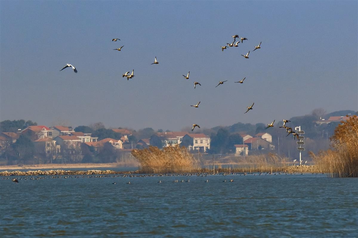 大冶保安湖成为候鸟"南迁加油站"