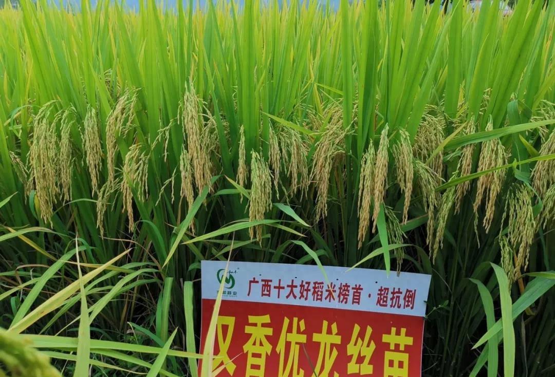 抗倒的长粒香型优质稻又香优龙丝苗,高产栽培有方法,订单首选