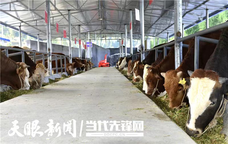 贵州黄牛产业集团图片