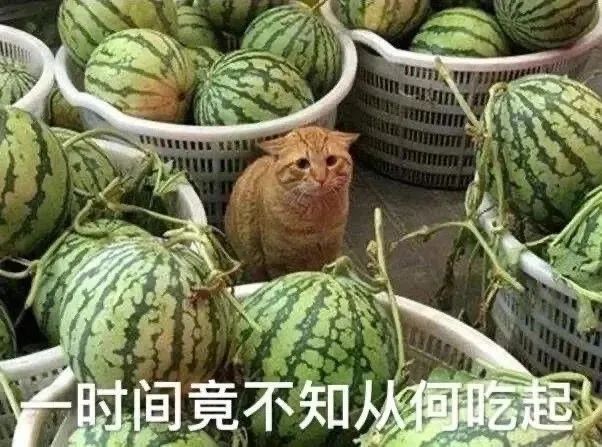 边吃瓜边学习!"瓜田里的猹"用俄语怎么说?