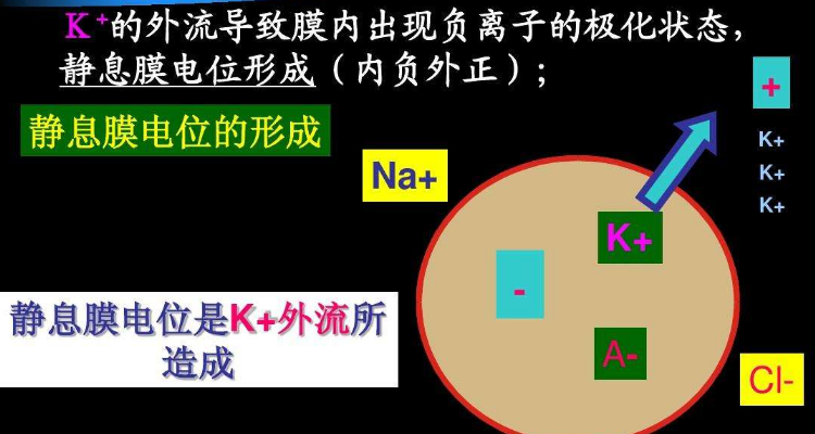 钾离子外流是什么运输方式