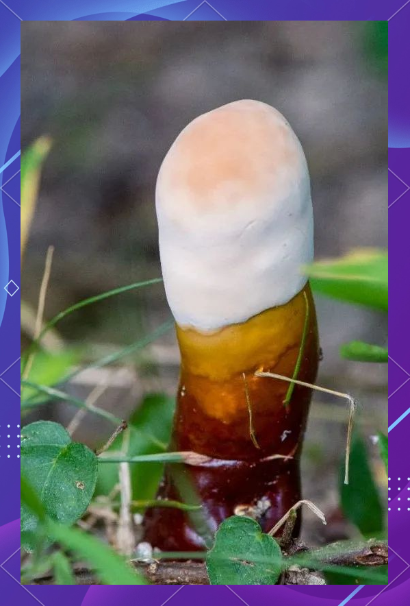 热带灵芝:厦门及闽南地区的常见药用菇类