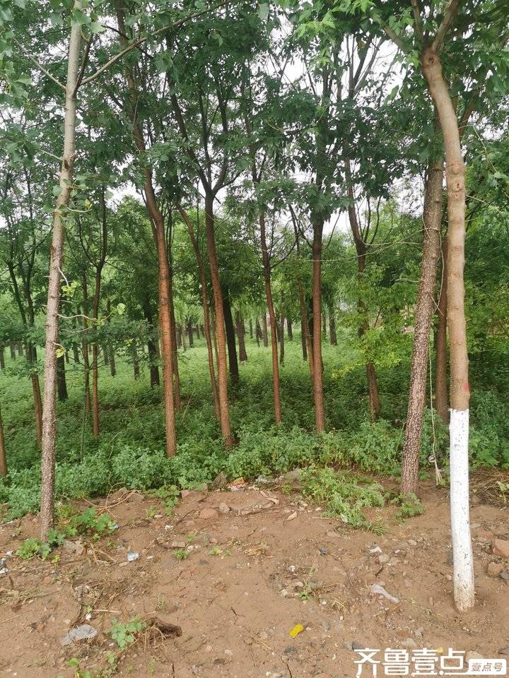 雨后的清晨田野里青娃声声在歌唱