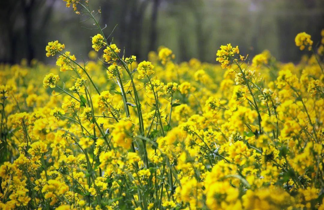 四月的青海,油菜花盛开的美景如画