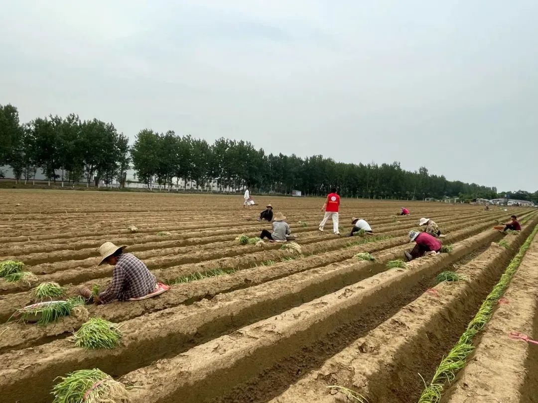 新野縣漢華街道:合作社帶動農民增收 致富路上