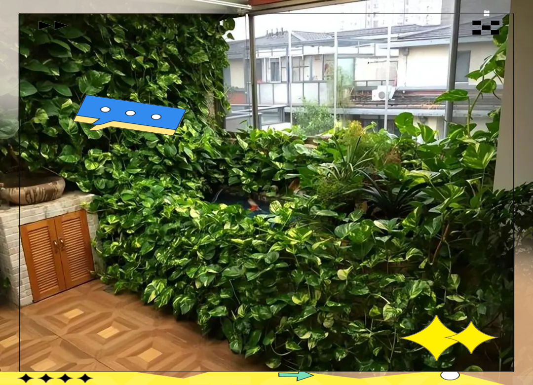 探访一户绿萝盛放的宅院,满房梁的藤蔓,景致非凡