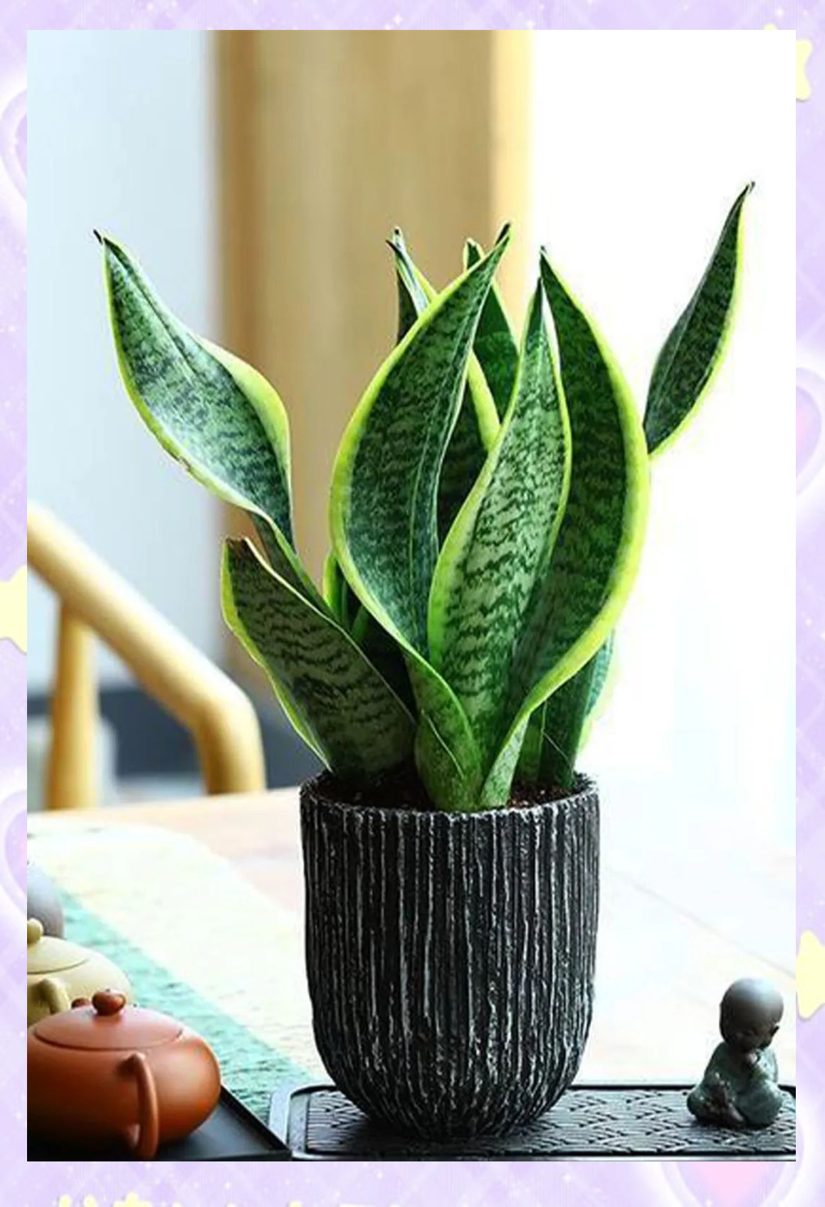 虎尾兰的养殖指南与注意事项概述