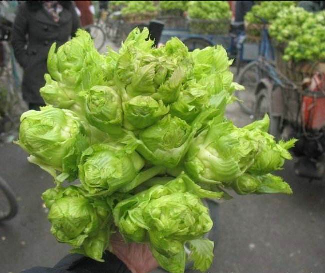人称"母子菜",口味清香炒肉是一绝,不知有那么多作用,可种吗