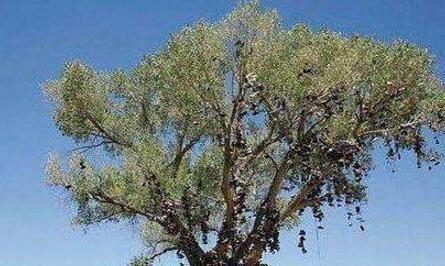 男子外出看到奇怪的树,树上挂着很多的鞋,知道原因男子脱鞋了!