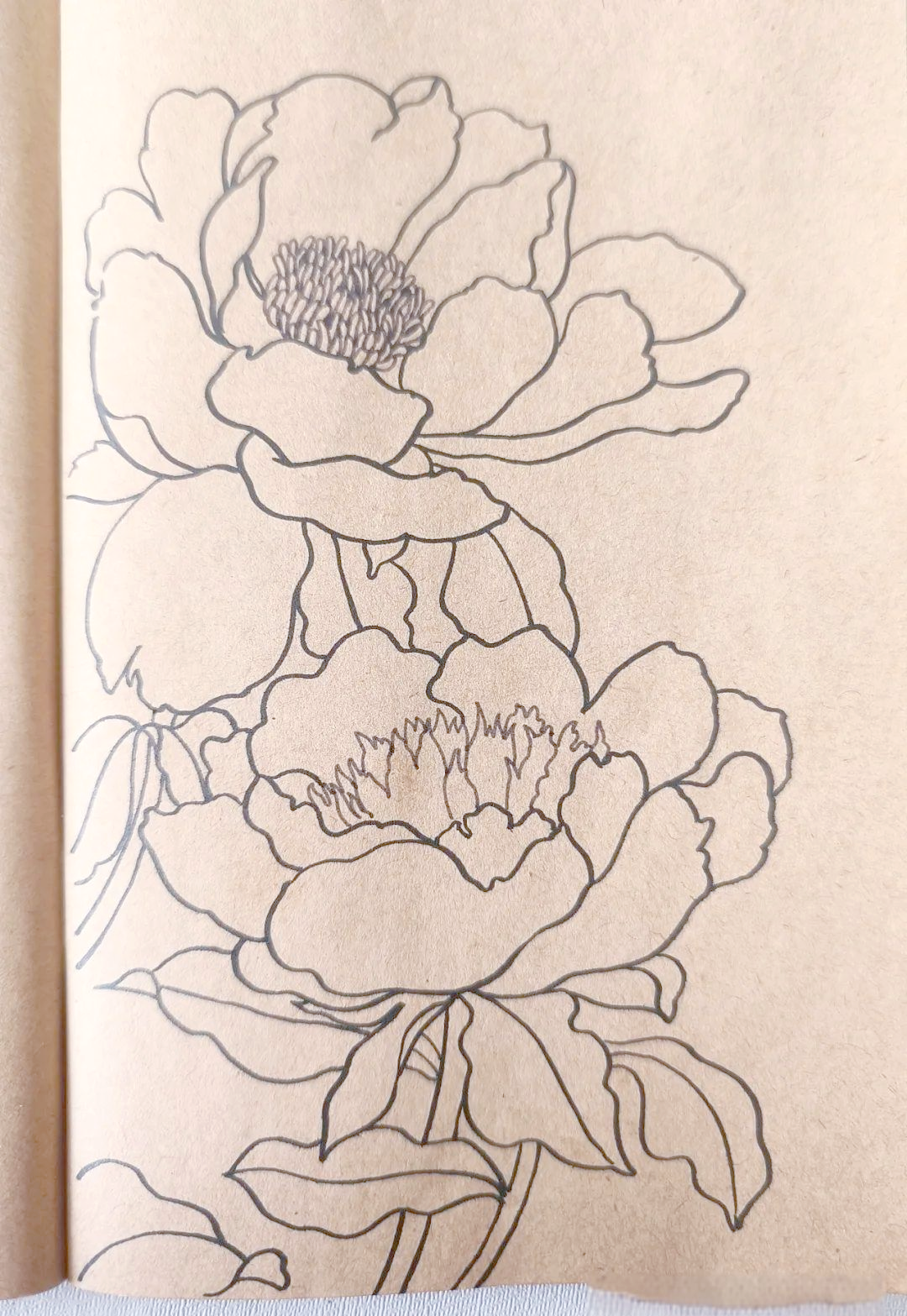 起始于下方的芍药花,先从最内侧的小花瓣开始,那里