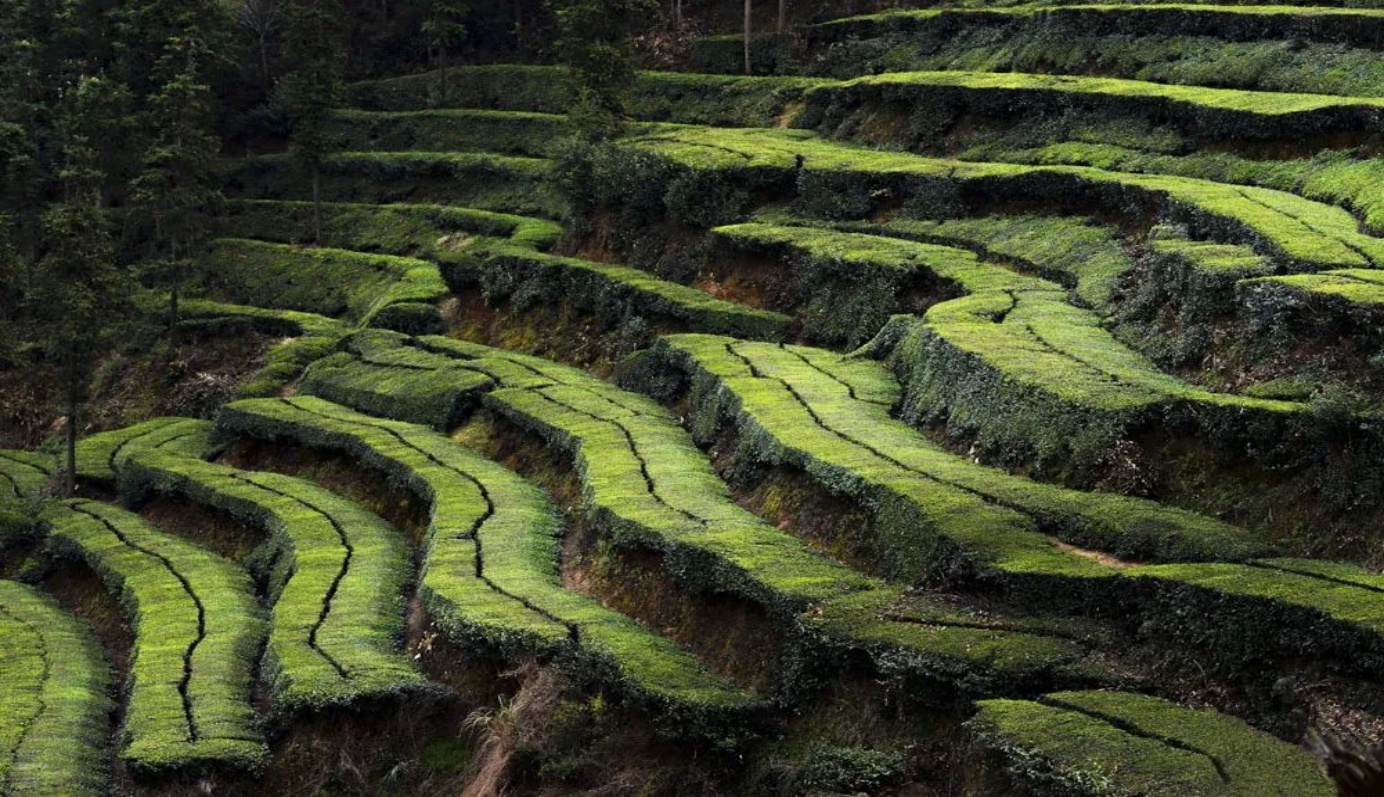 英山茶谷,最美春色