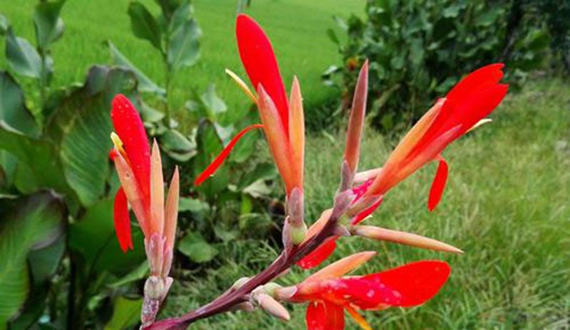 由于蕉藕茎叶茂盛,叶片不易枯焦,观叶期长管理简便,所以非常适合美化