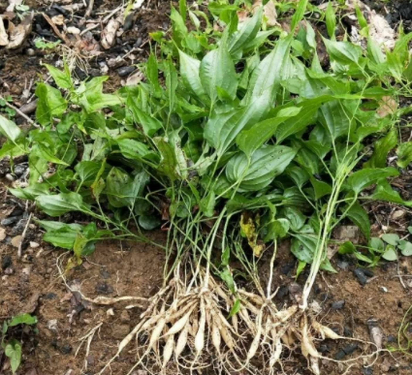 2.同时,要注意排水和避免过度浇水