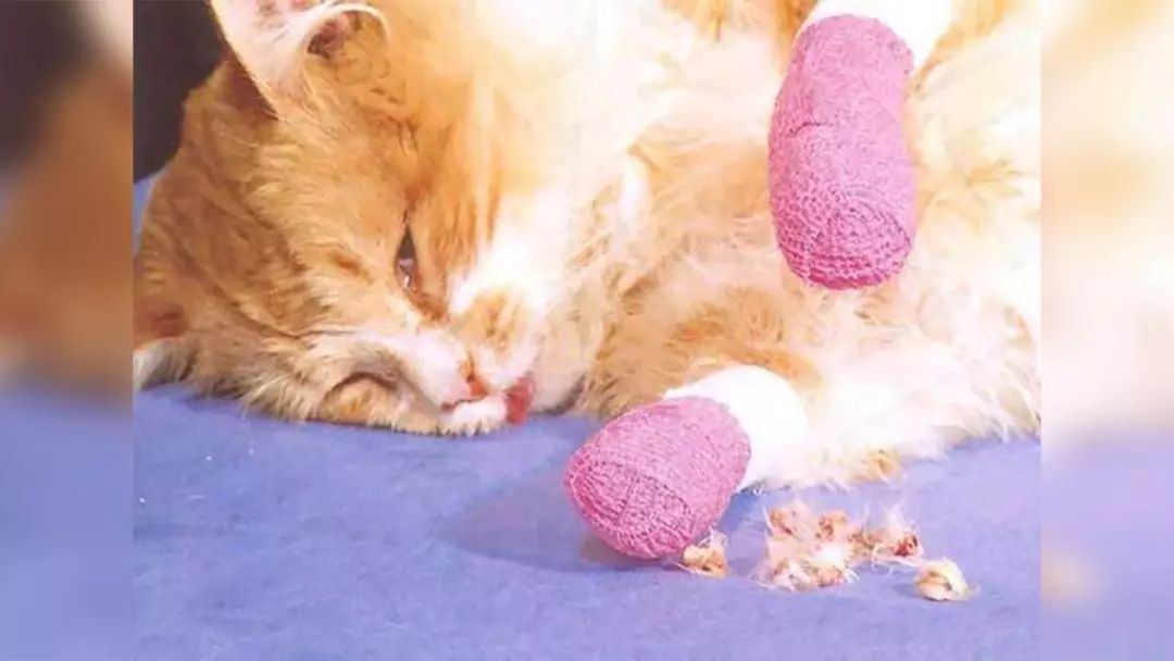 为防止猫叫,有人竟然电击猫?