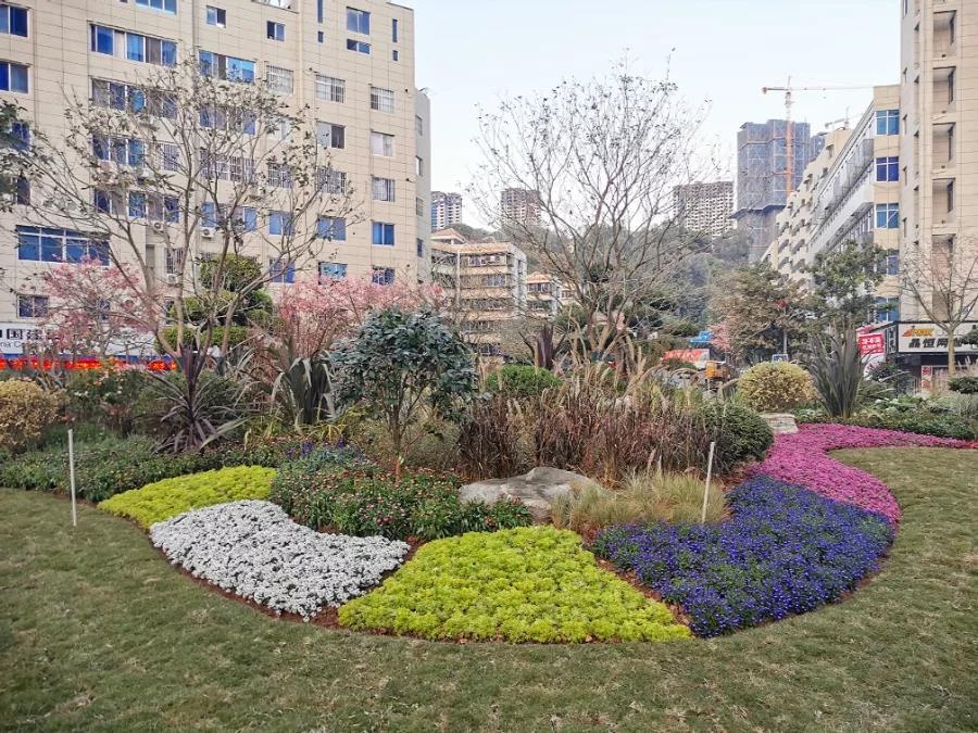 微绿地景观造型 仁和新街转盘提升改造迎"元旦"