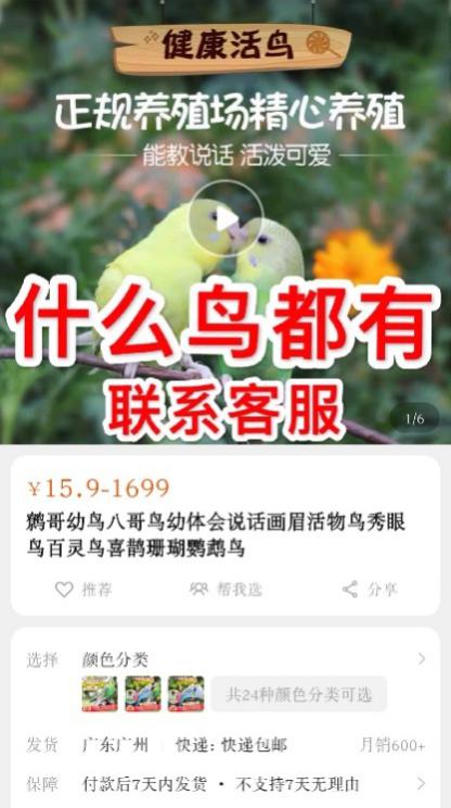 淘宝,贴吧,闲鱼成为鹩哥,灰鹦鹉等国家保护鸟类非法交易场