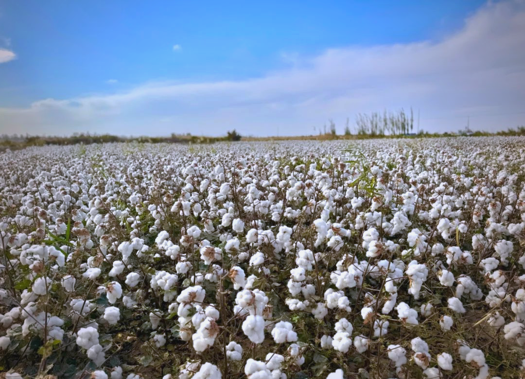 在阿克提坎墩乡色格孜勒克希庞村,广阔的棉田里,棉花炸蕾吐絮,花开似
