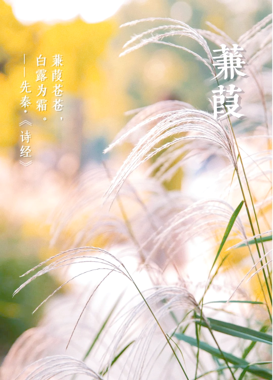 蒹葭:诗意美与生态力量的双重展现