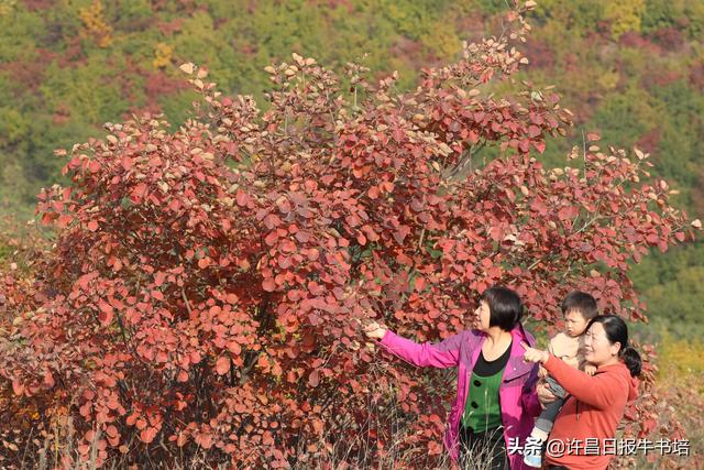 2021年10月28日,河南許昌,遊客在位於禹州市鳩山鎮張家莊村紅葉谷景區