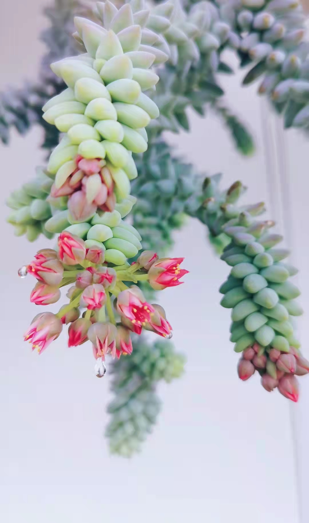 春渐盛,又到了多肉花箭季,怎么破?