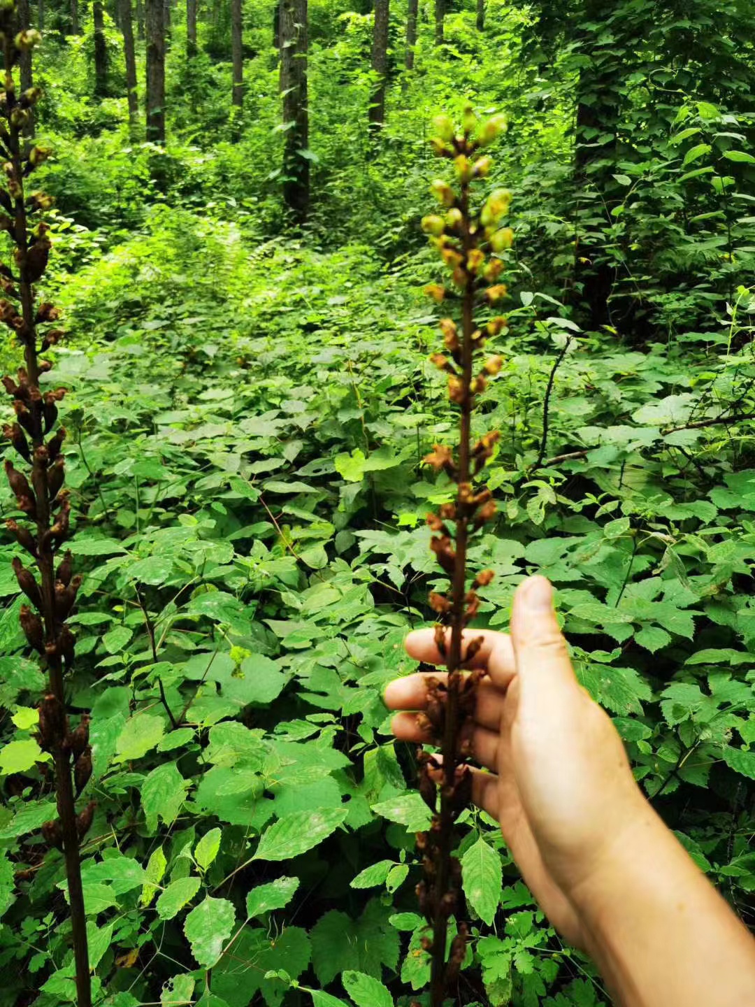 土农鼠生态农场:长白山有机天麻