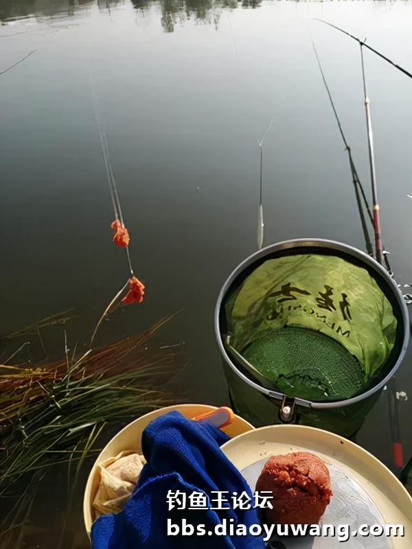 霜降前夕胶河疯钓鲫