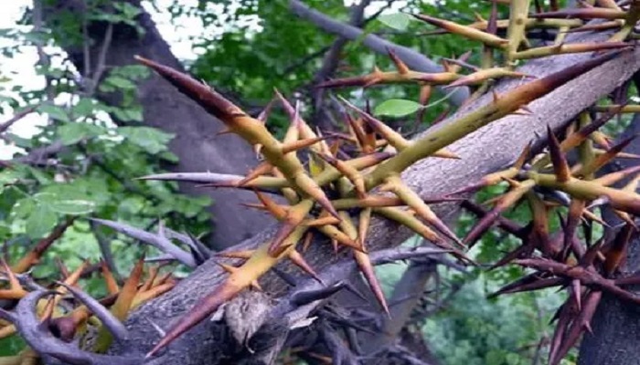 造刺树的功效与作用