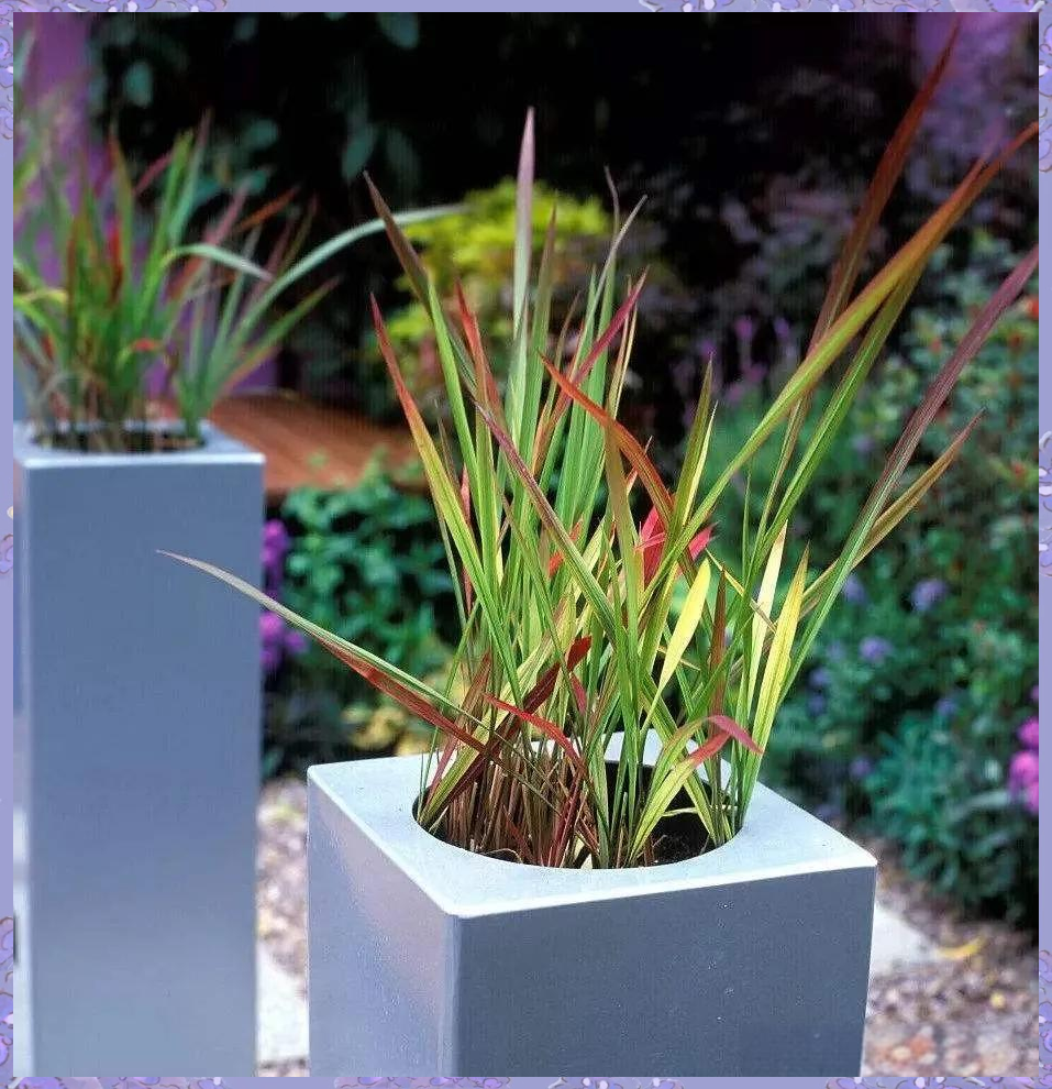 植物界的独特瑰宝:血茅的魅力探索