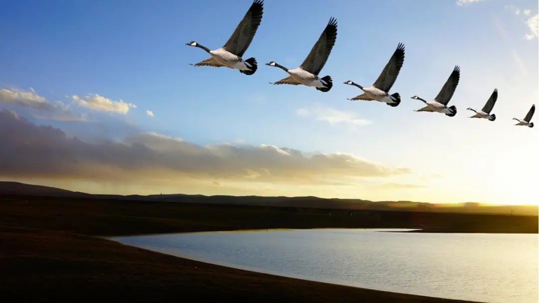 高飞白雁不离群,万里秋山万里云