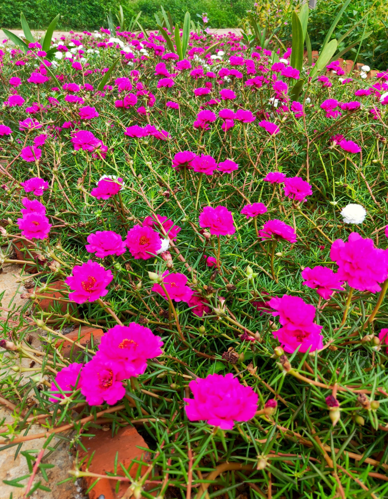 重瓣太阳花"宿迁玫红"—花美如牡丹,耐寒能力强,北方也能养