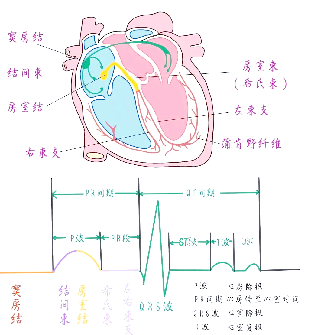 心电图中的pr间期解读:心脏传导的晴雨表