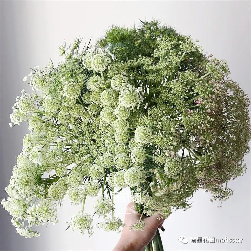 白色蕾丝 · 珍珠伞