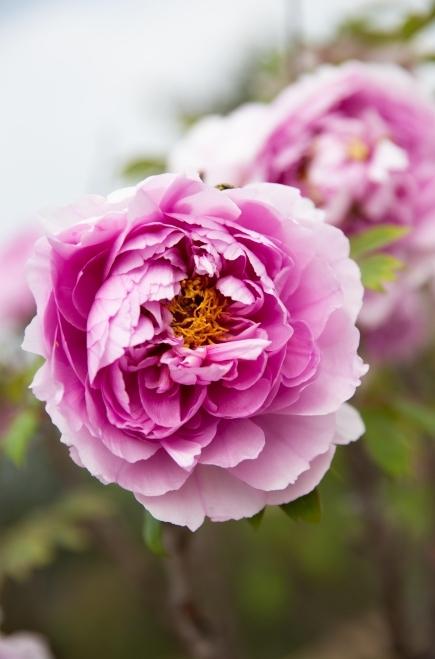 重庆垫江:牡丹花盛开 景色醉游人