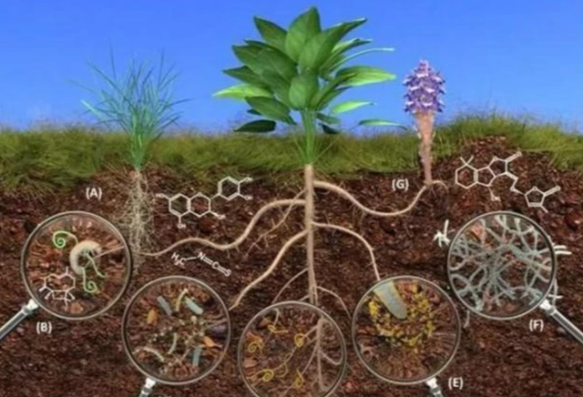 菜吧:土壤的主要形成因素