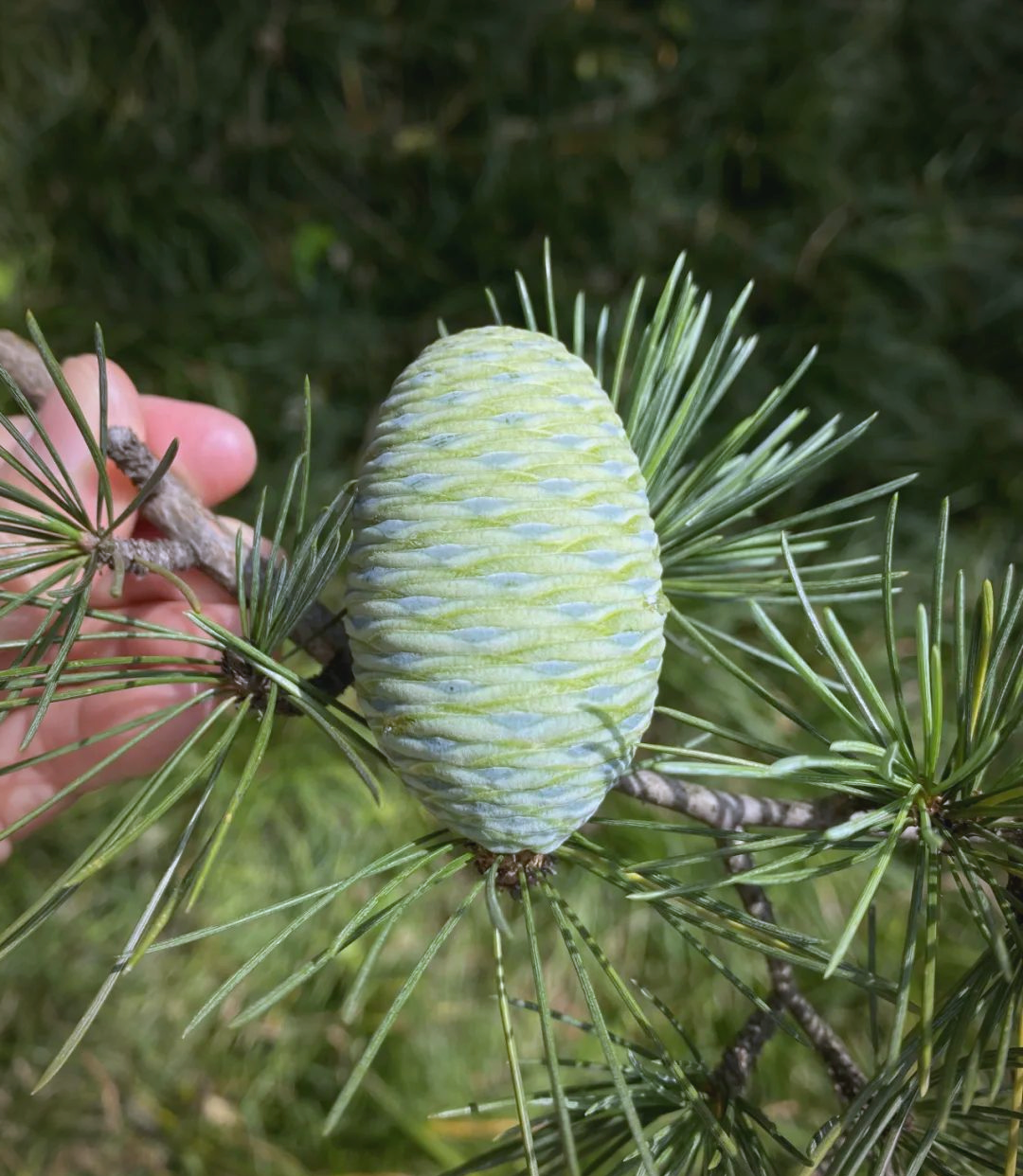 江阴雪松首次大量结果,呈现"鹅蛋"般的果实