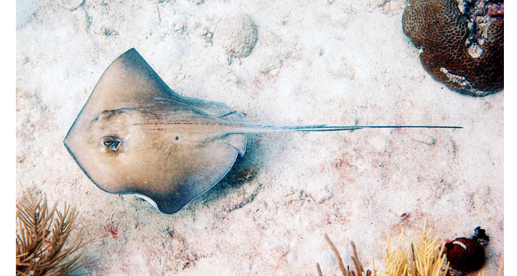 stingray是什么鱼