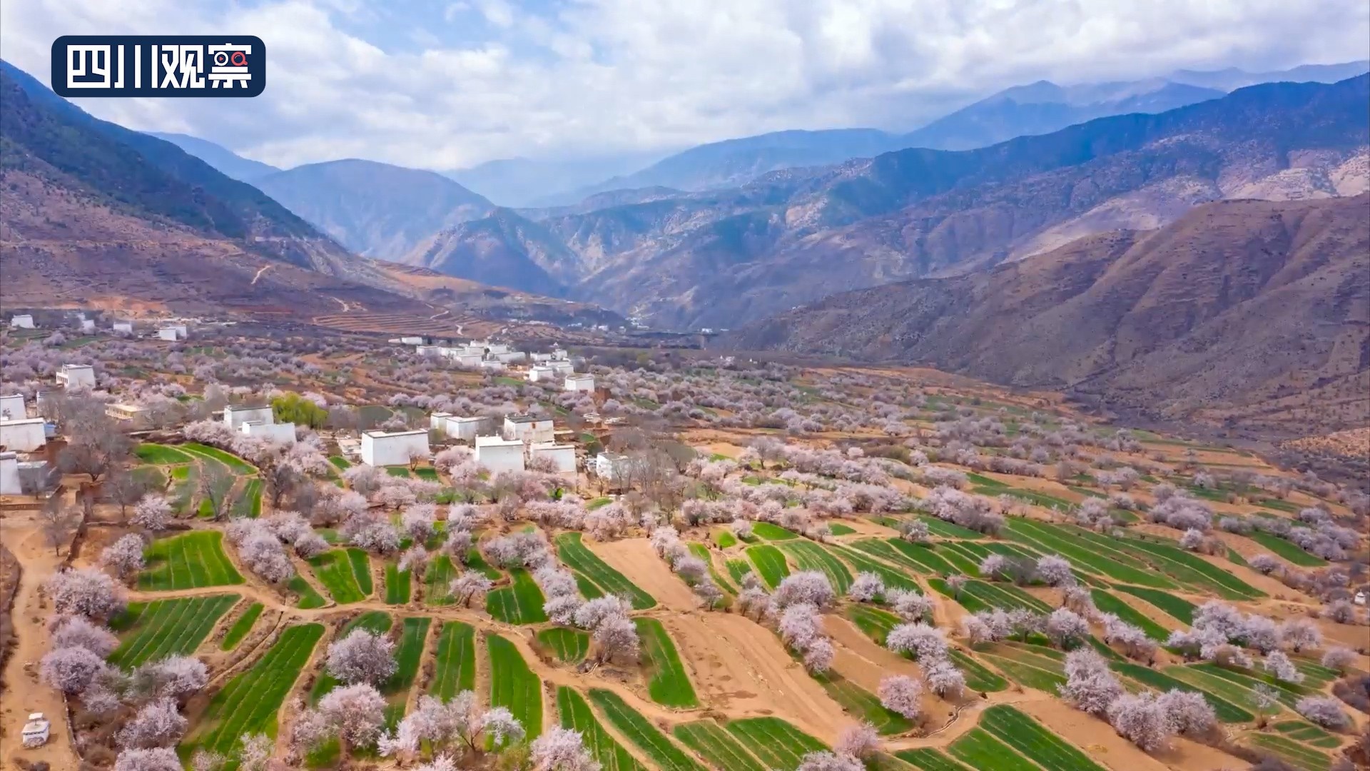 得荣:十里桃花 绽放出最美的春天
