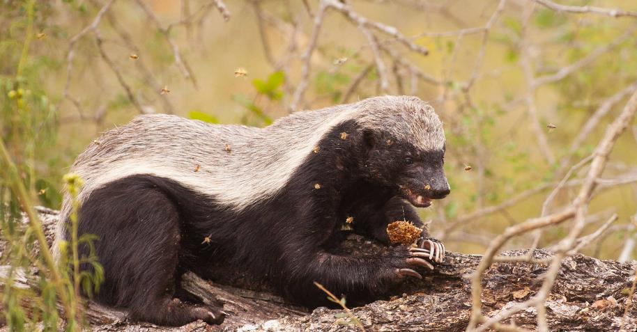 惊人!平头哥蜜獾的致命天敌揭秘!