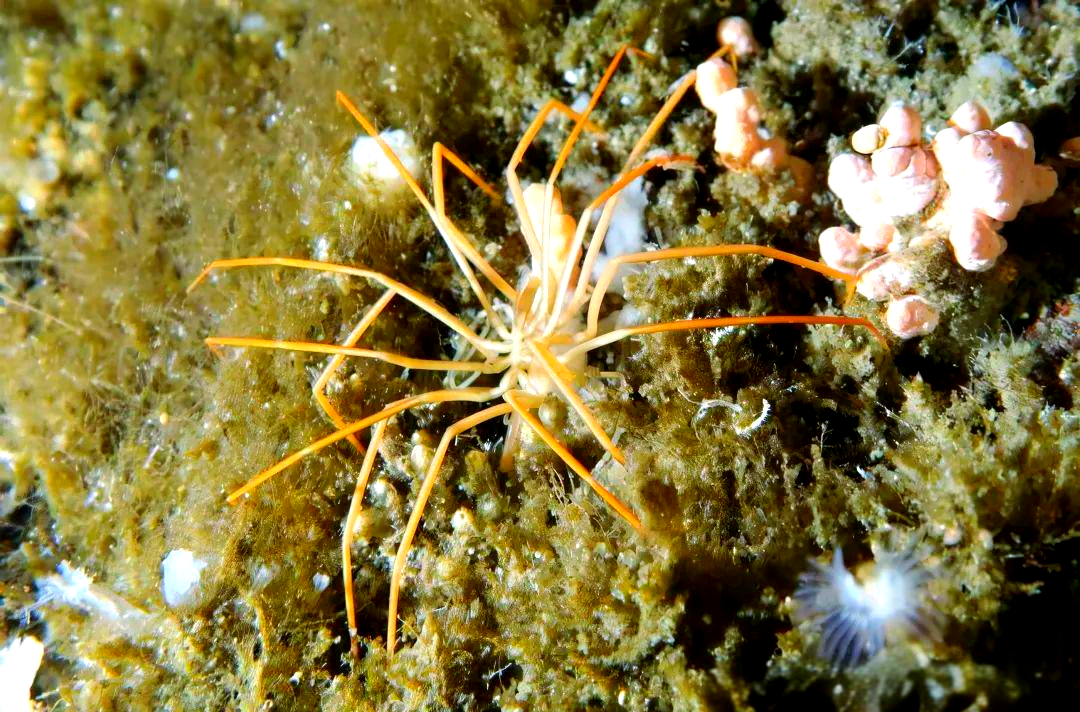 海蜘蛛的生存之道:反向进化带来的生存优势