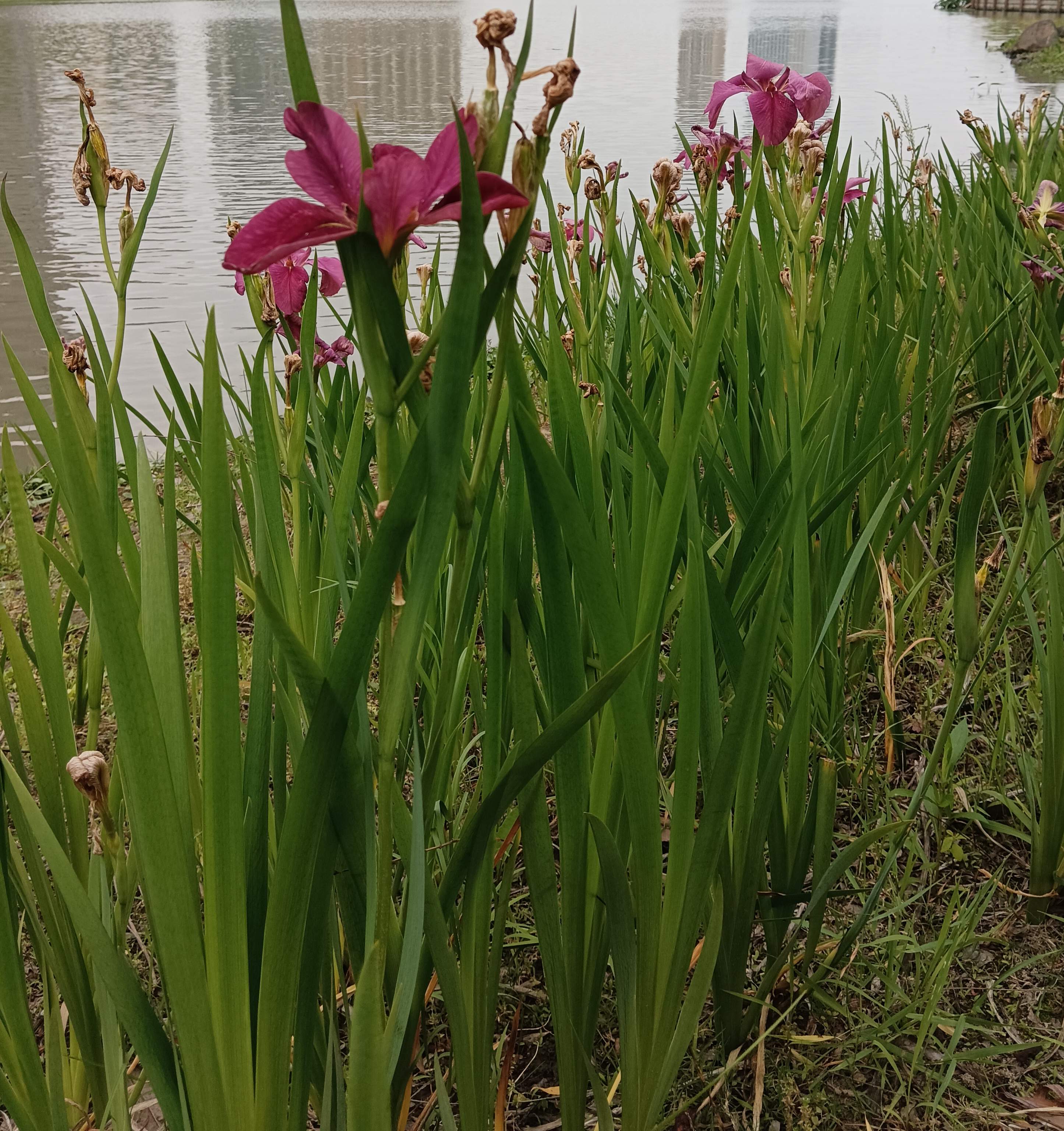 玉蝉花(选自作者原创《百花吟》)