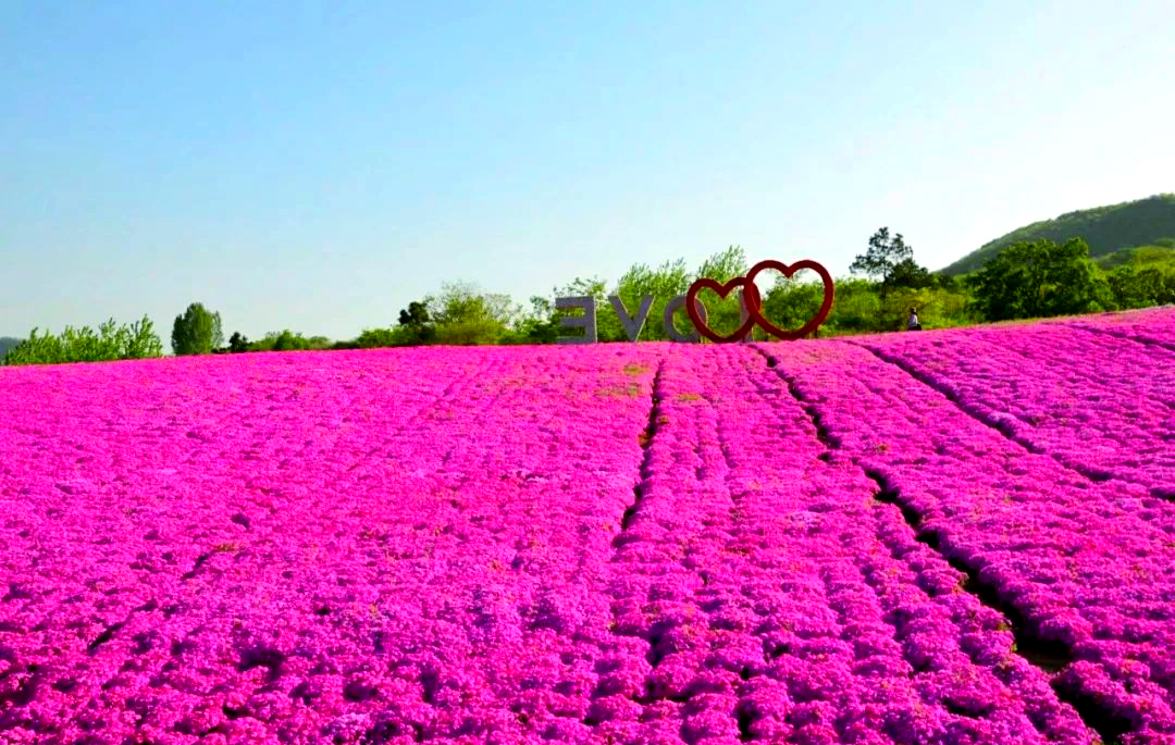 在深粉色的花海中,一个巨大的love字样若隐若现,充满了浪漫与柔情