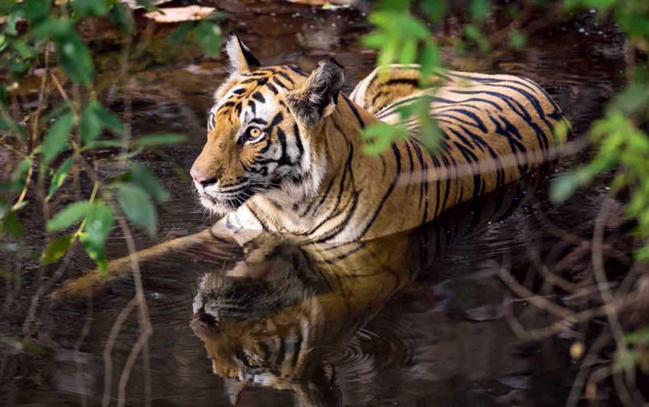 放虎归山为哪般?