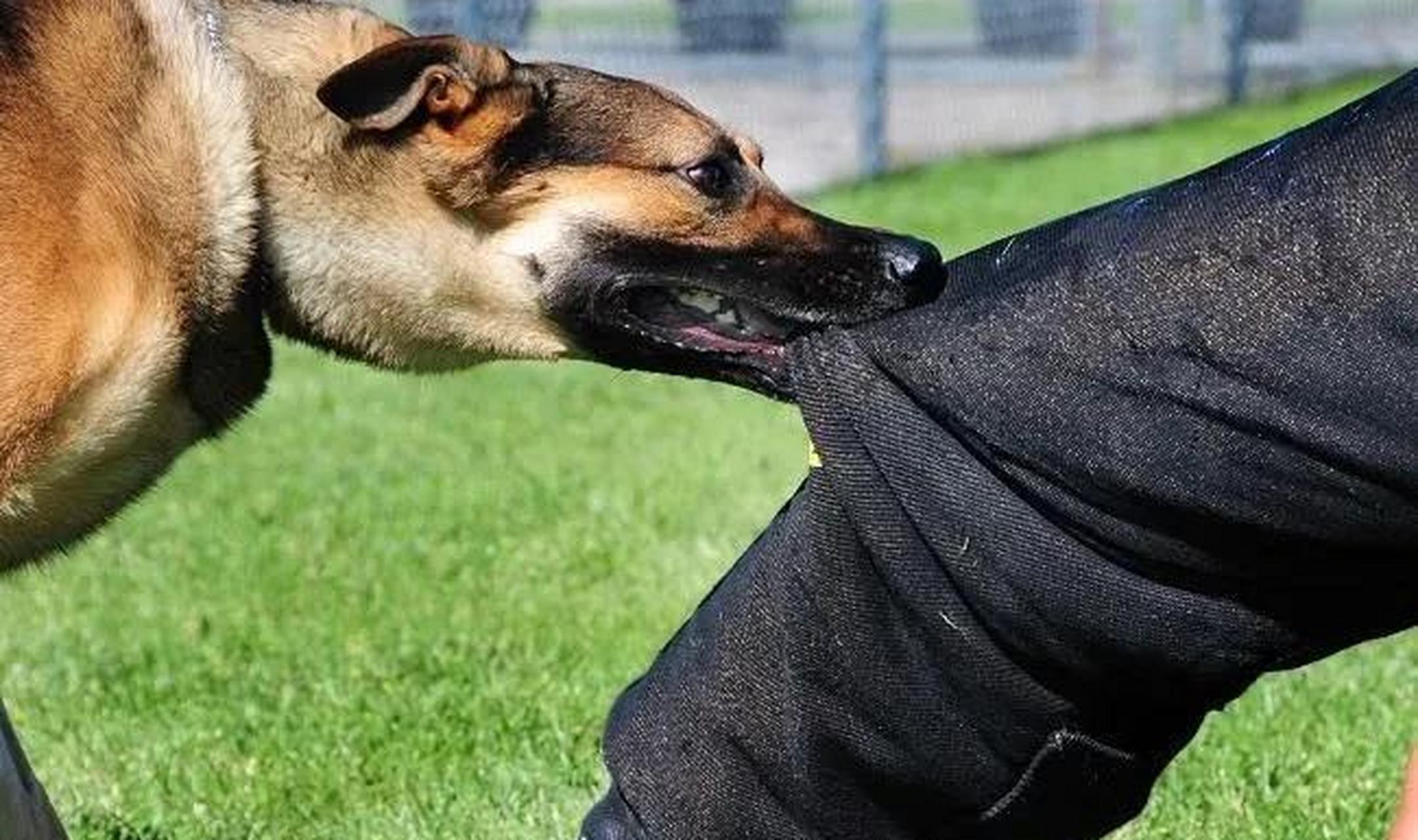 有这样一则故事,说"有一只狗咬了某人一口,他并没有打它,给了它一个