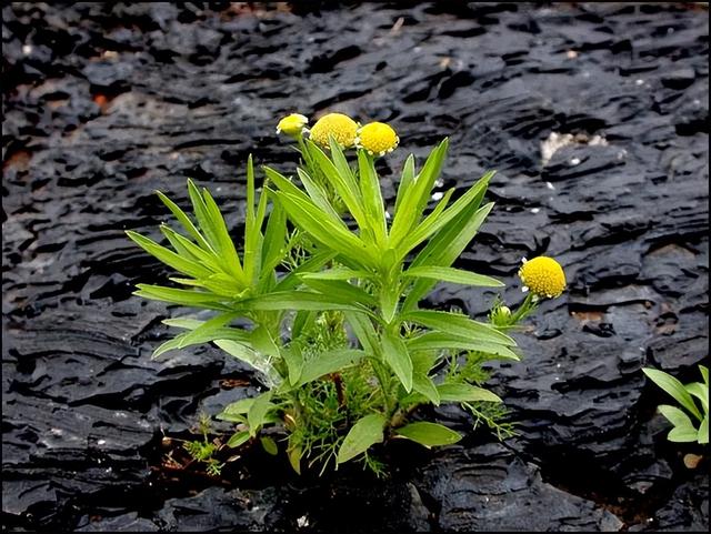 图片分享|夹缝求生,生命之力