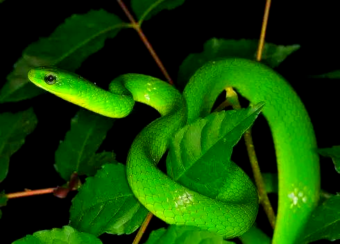 锦蛇属中的绿色蛇种:绿锦蛇与灰腹绿锦蛇介绍