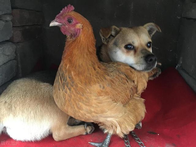 打不过土鸡瓦狗,赢了的曹操心中腹诽不已.三国成语故事土鸡瓦犬