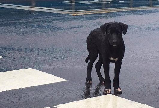 狗不避雨的原因?淋雨后狗感冒了怎么办